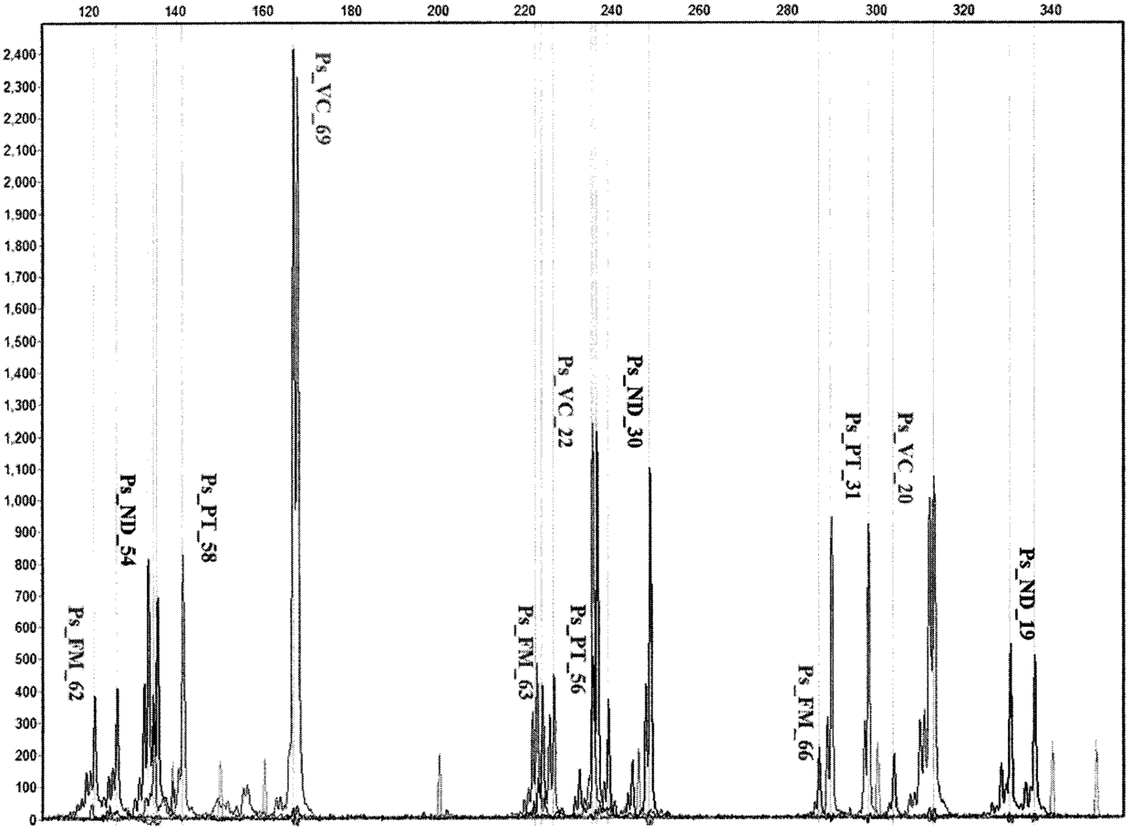 Method for constructing microsatellite multiplex PCR system of genome of Trionyx sinensis