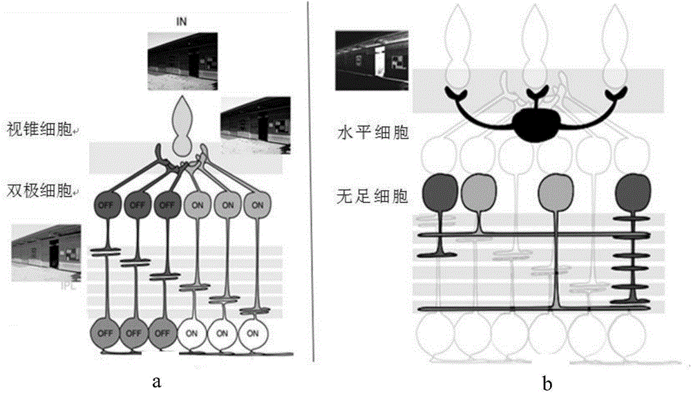 Grayscale image enhancement method based on retina mechanism