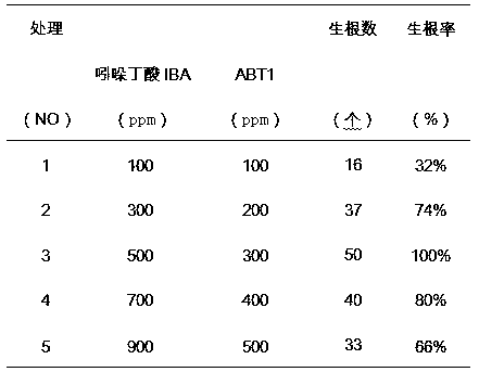 Method for cutting propagation of tender branches of pearl color cassia