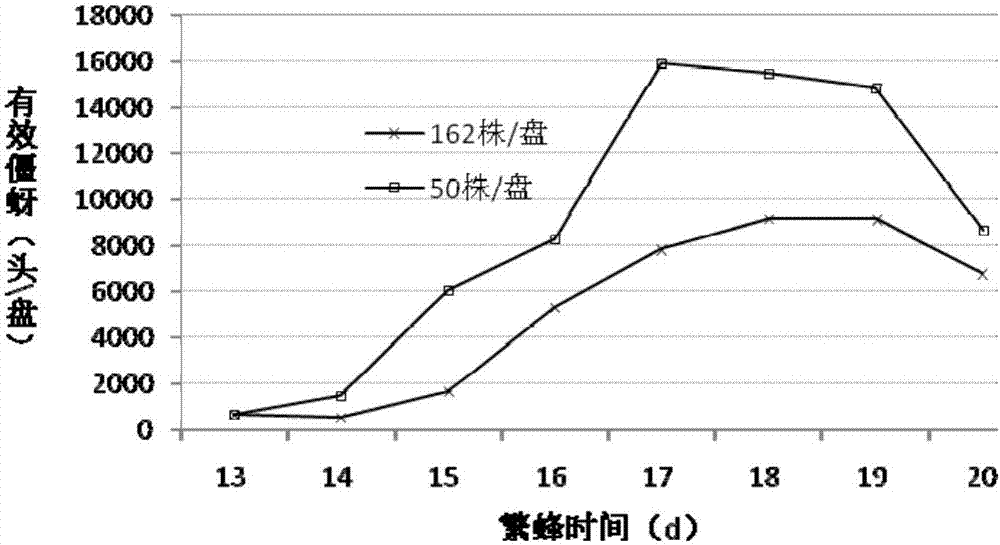 Industrial production method for aphidius gifuensis products