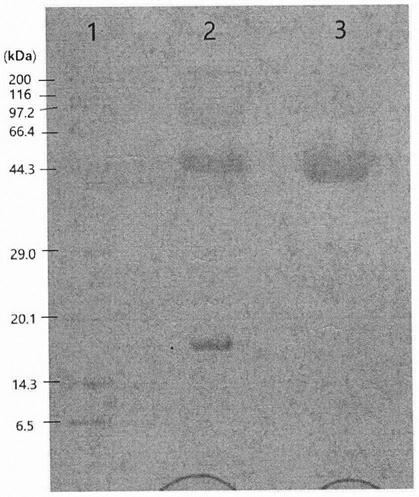 Polyethylene glycol modified recombinant human basic fibroblast growth factor