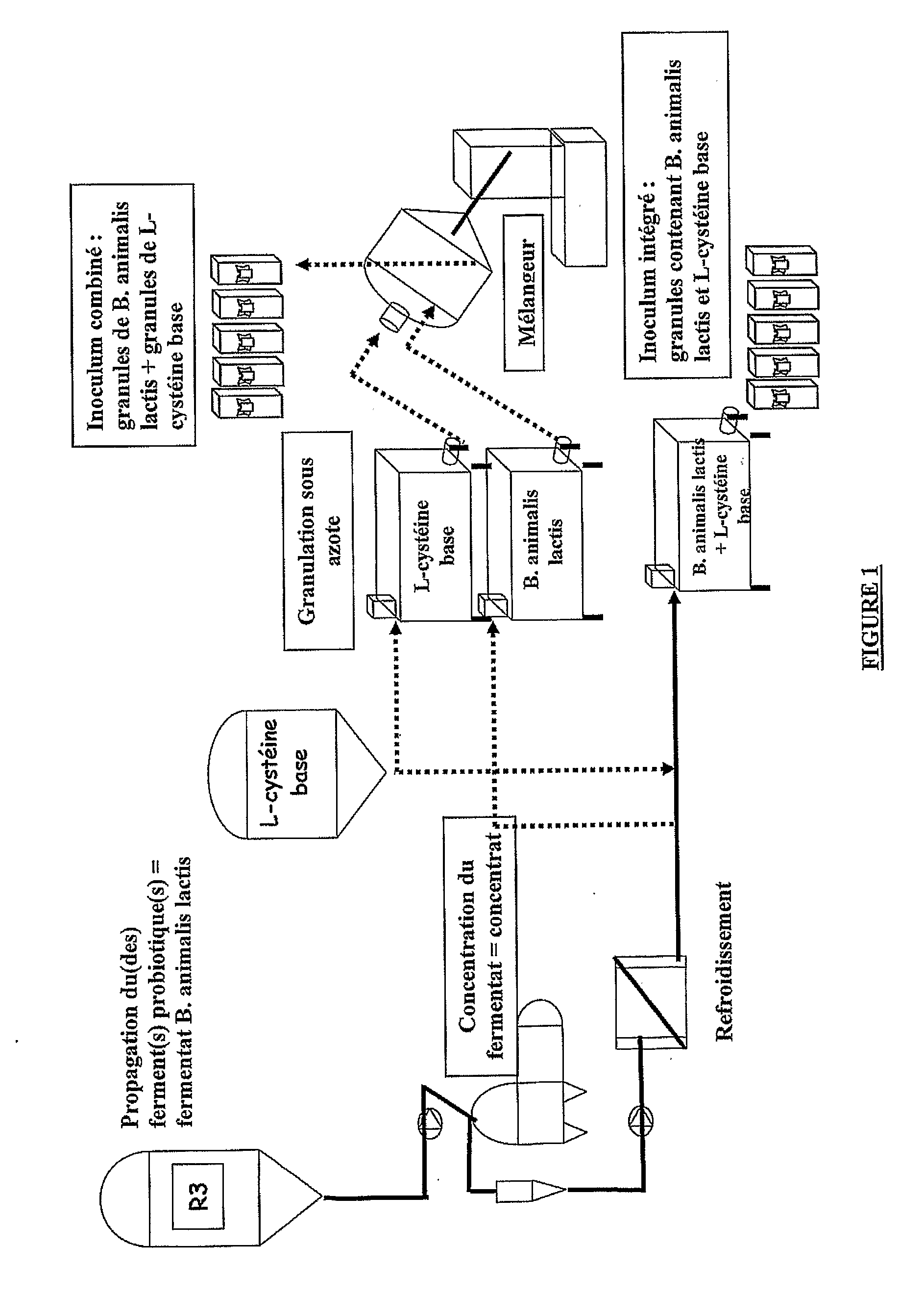 Cysteine granules and use thereof as bifidobacterium animalis lactis growth stimulants