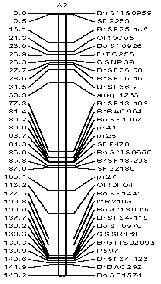 Molecular marker closely linked with oil content character of rapes and application