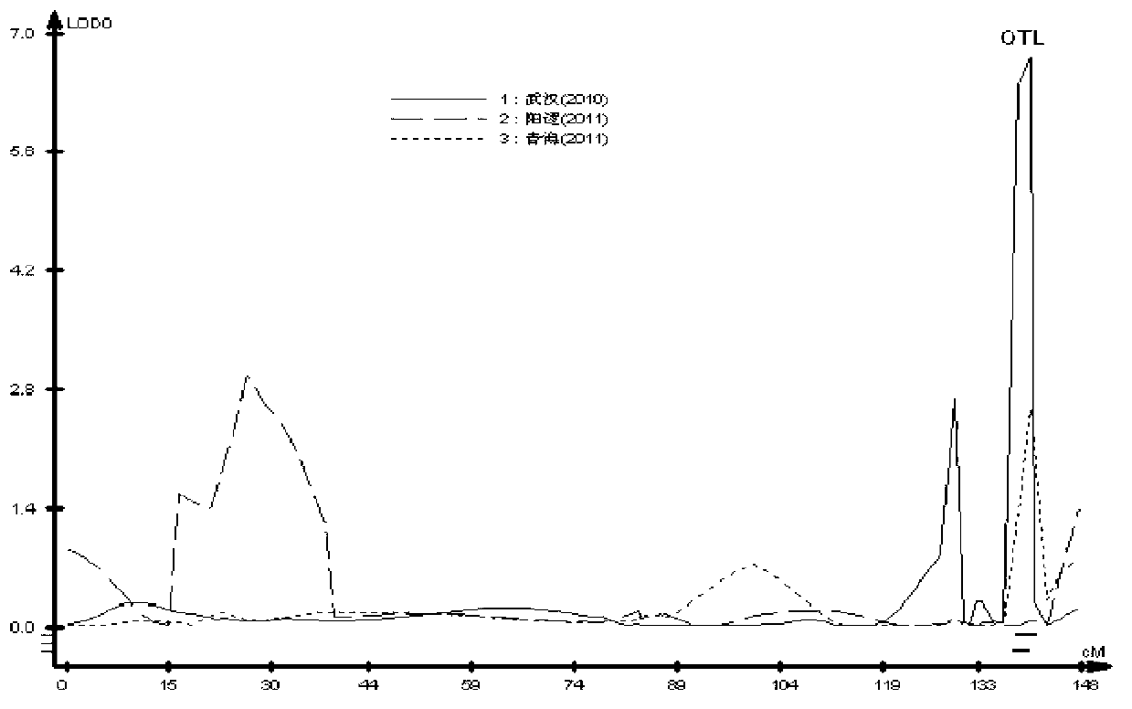 Molecular marker closely linked with oil content character of rapes and application