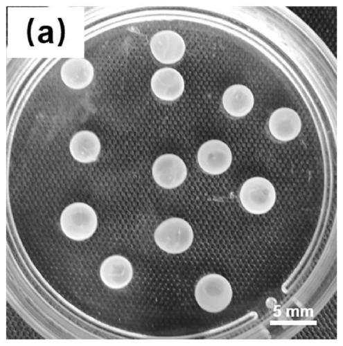 Preparation and application of PEG/Dex dual-aqueous-phase based calcium carbonate/calcium alginate composite microcapsules