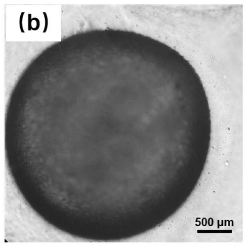 Preparation and application of PEG/Dex dual-aqueous-phase based calcium carbonate/calcium alginate composite microcapsules