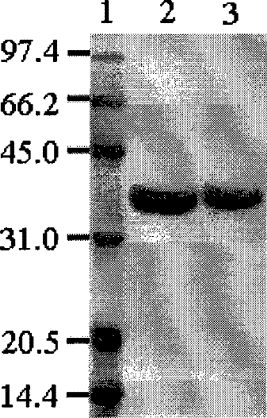 Beta-mannanase, gene, preparation method, vector and host cell