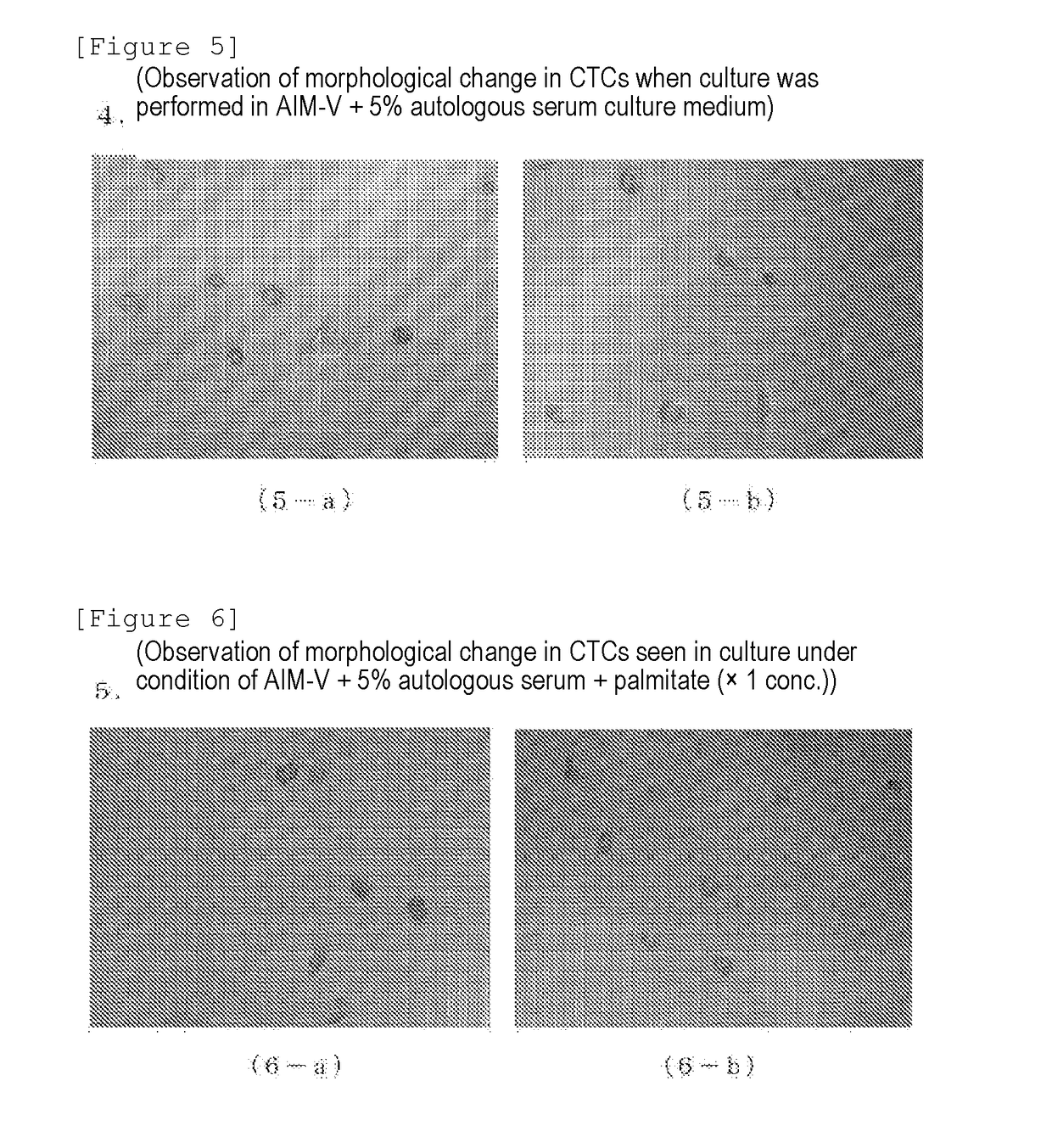 Method for detecting or separating/obtaining circulating tumor cell employing cell proliferation method