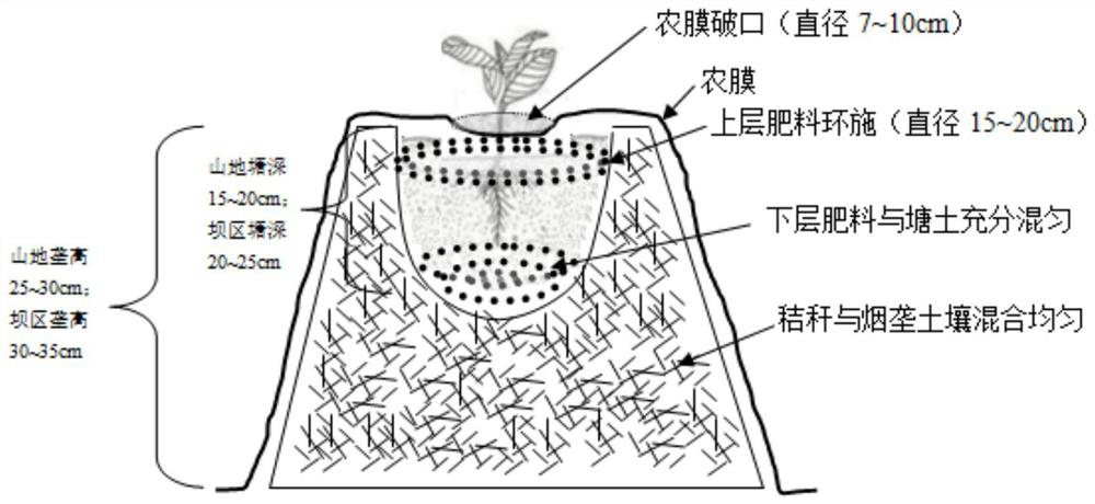 Flue-cured tobacco cultivation method capable of reducing labor and cost, saving fertilizer and improving efficiency