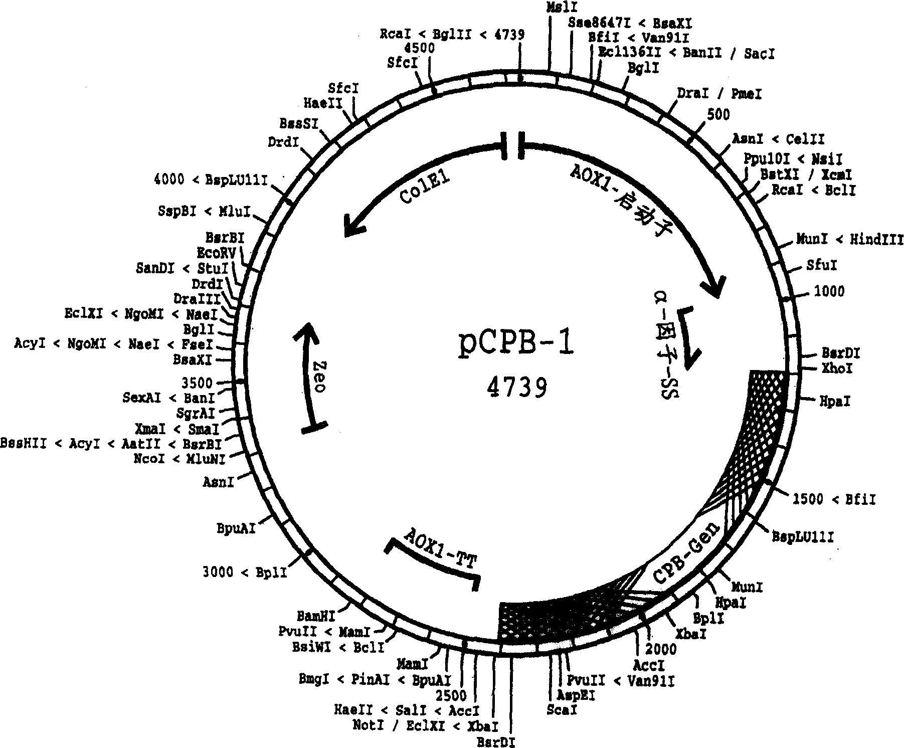 Recombinantly expressed carboxypeptidase b and purification thereof