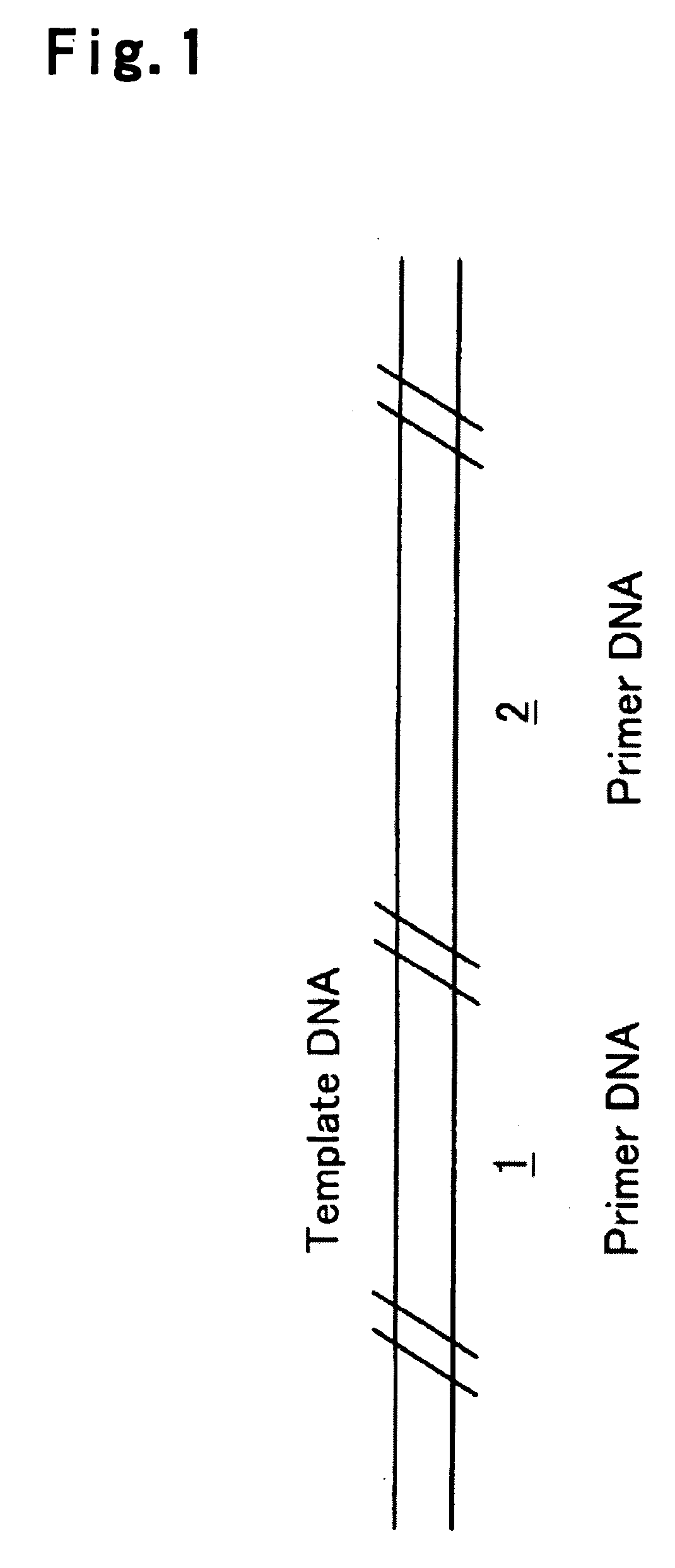 Nucleic acid amplification method