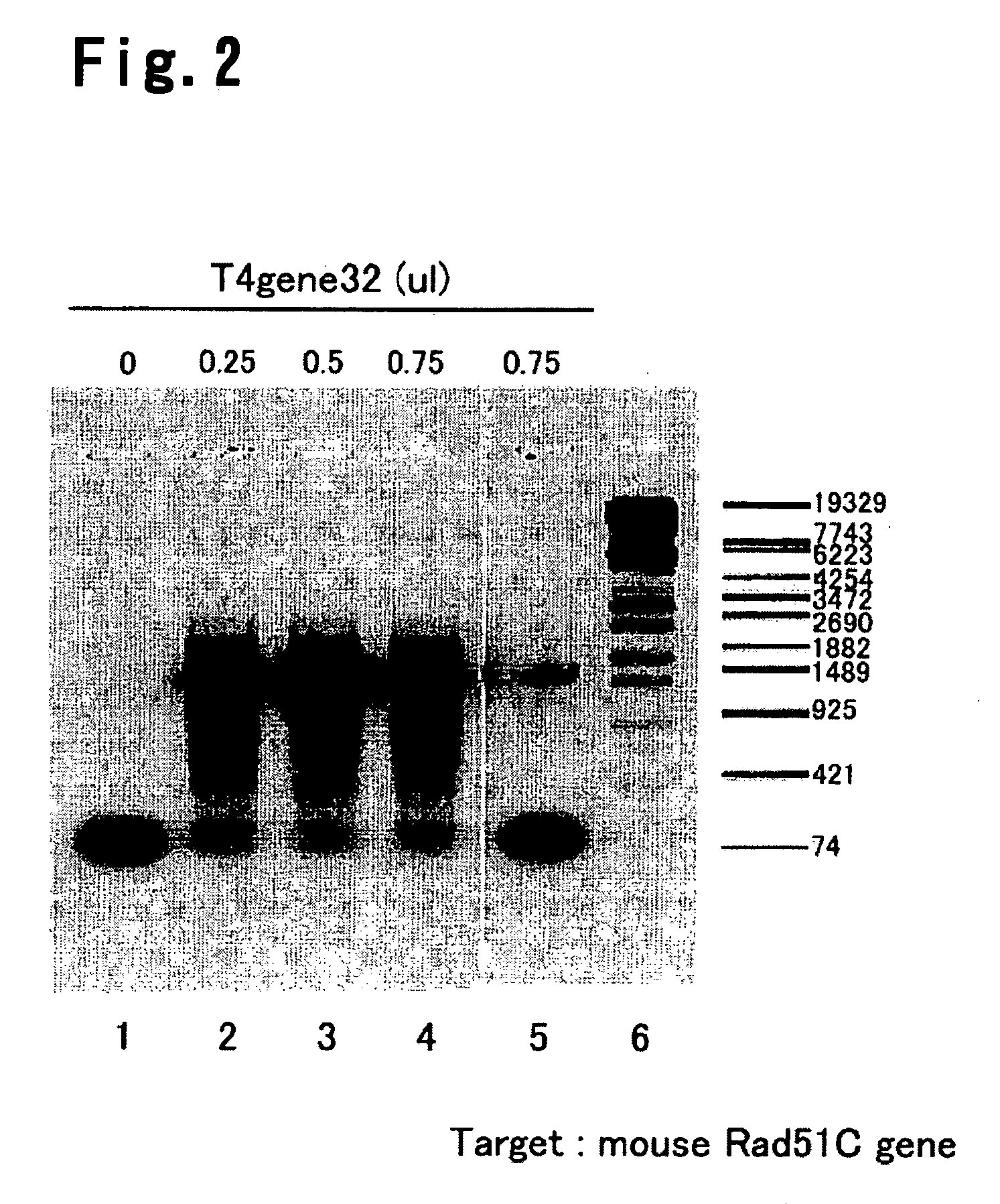 Nucleic acid amplification method