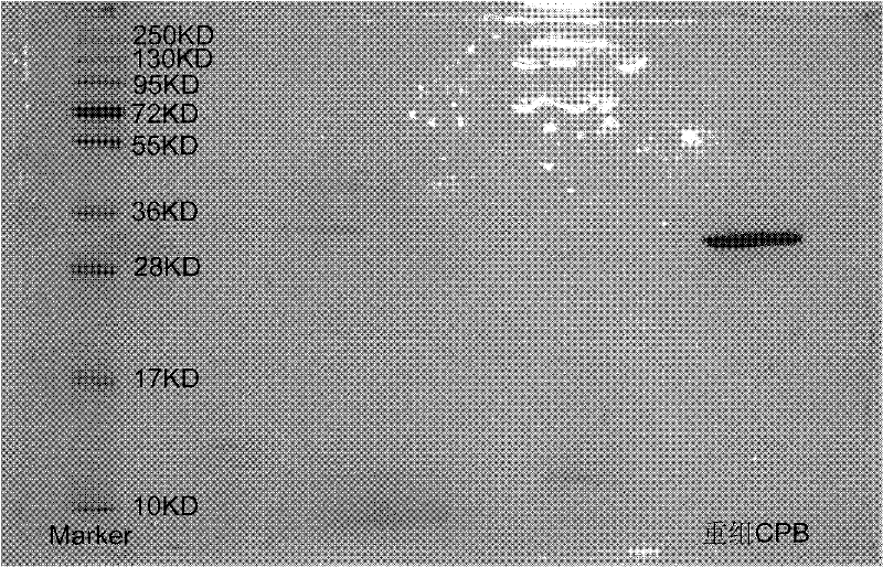 Preparation method of recombinant carboxypeptidase b