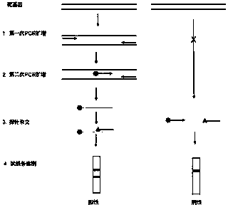 Nucleic acid test strip method for detecting polymorphism of 118th codon of ERCC1 (excision repair cross complement)