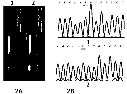 Nucleic acid test strip method for detecting polymorphism of 118th codon of ERCC1 (excision repair cross complement)