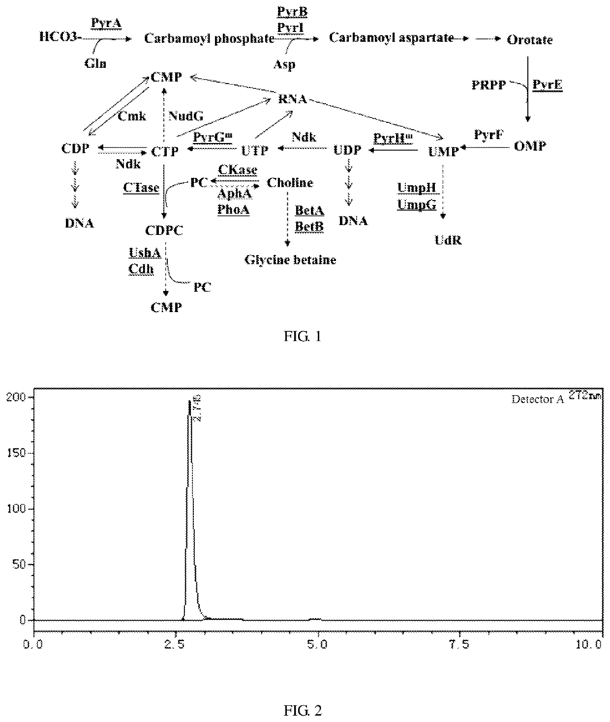 Recombinant microorganism for producing citicoline and method for producing citicoline