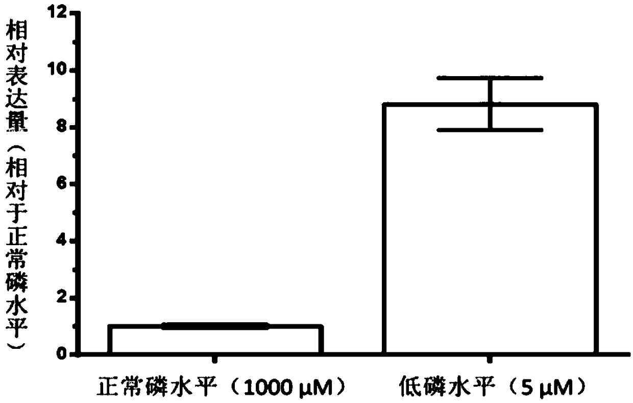 Protein GmHAD1 related to plant stress tolerance and encoding gene and application thereof