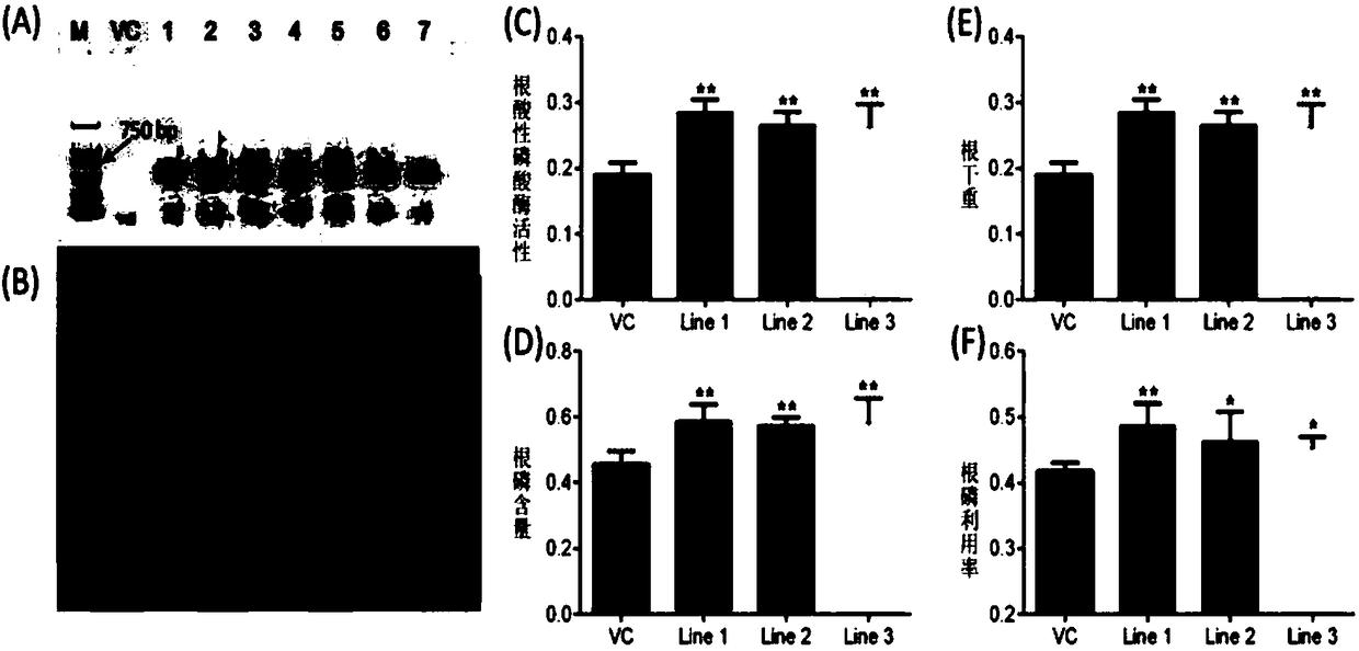 Protein GmHAD1 related to plant stress tolerance and encoding gene and application thereof