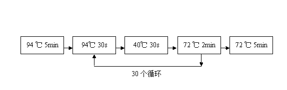 Tannase high-producing strain and preparation method thereof