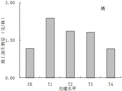 Application of artemisia stolonifera in repairing of heavy metal cadmium polluted soil