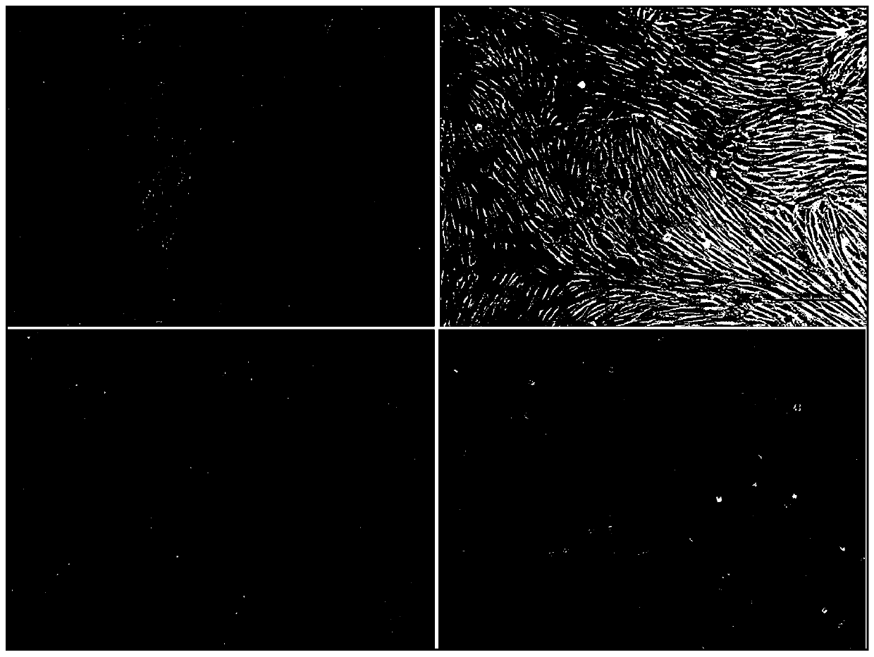 Swordtail fish larva fish cell line and construction method and application thereof