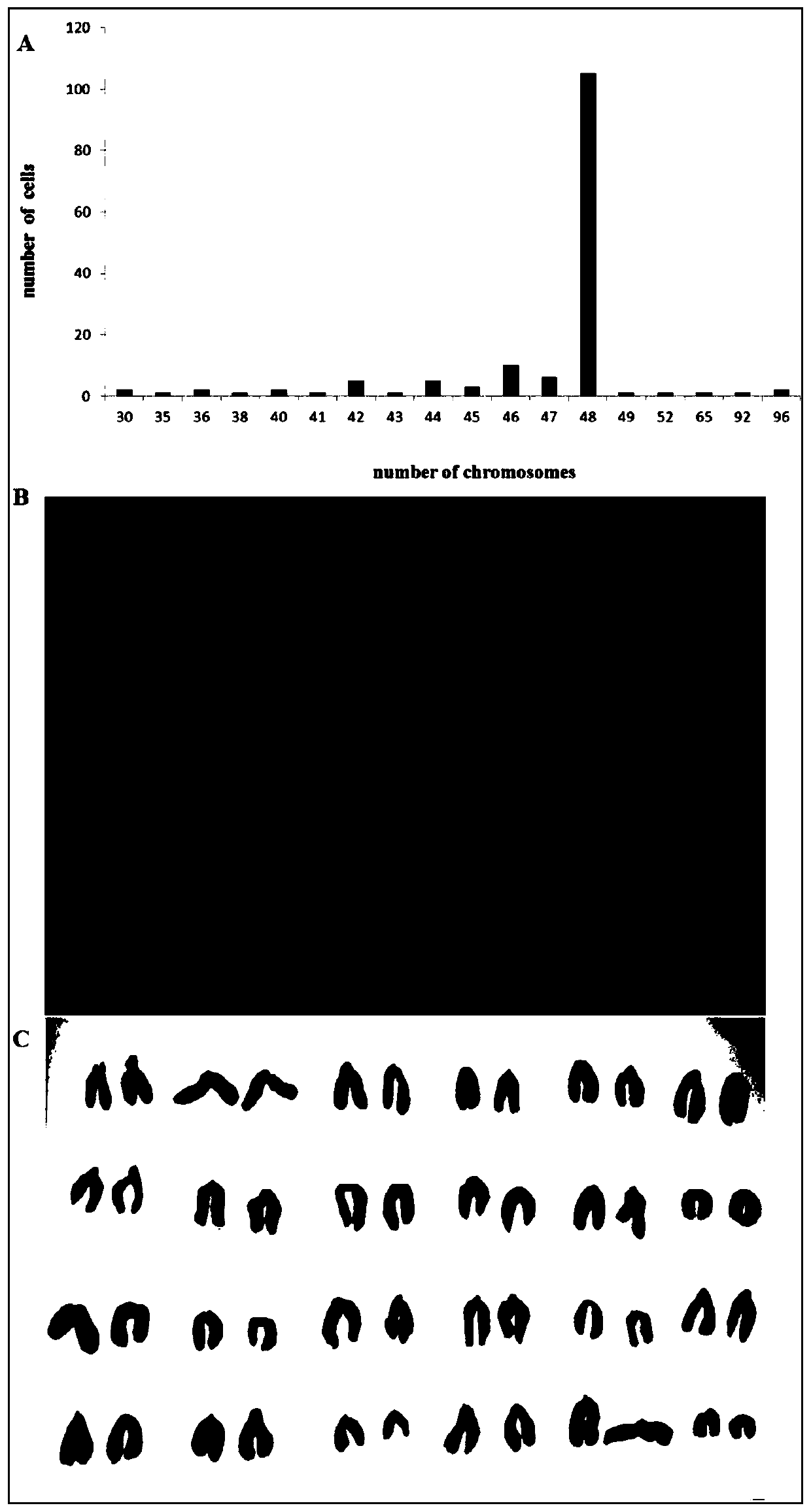 Swordtail fish larva fish cell line and construction method and application thereof