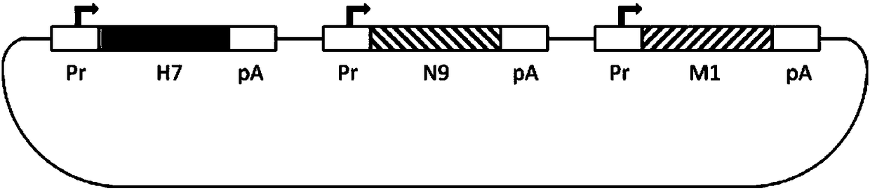 Ordinary/chimeric virus-like particle of H7 subtype influenza virus H7N9, preparation method and application of ordinary/chimeric virus-like particle, and vaccine