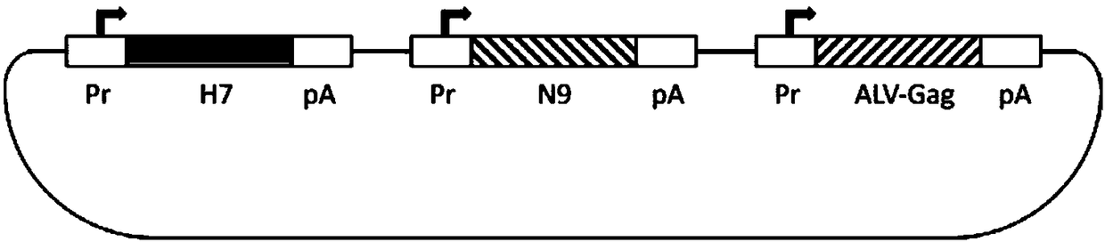 Ordinary/chimeric virus-like particle of H7 subtype influenza virus H7N9, preparation method and application of ordinary/chimeric virus-like particle, and vaccine