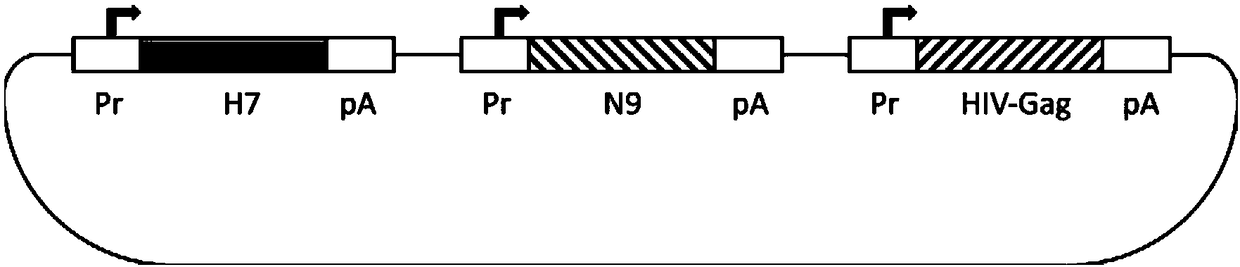 Ordinary/chimeric virus-like particle of H7 subtype influenza virus H7N9, preparation method and application of ordinary/chimeric virus-like particle, and vaccine