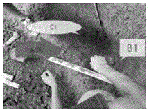 Sampling calculating method of tobacco-planting soil acidification degree and acidized soil improvement method