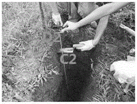 Sampling calculating method of tobacco-planting soil acidification degree and acidized soil improvement method