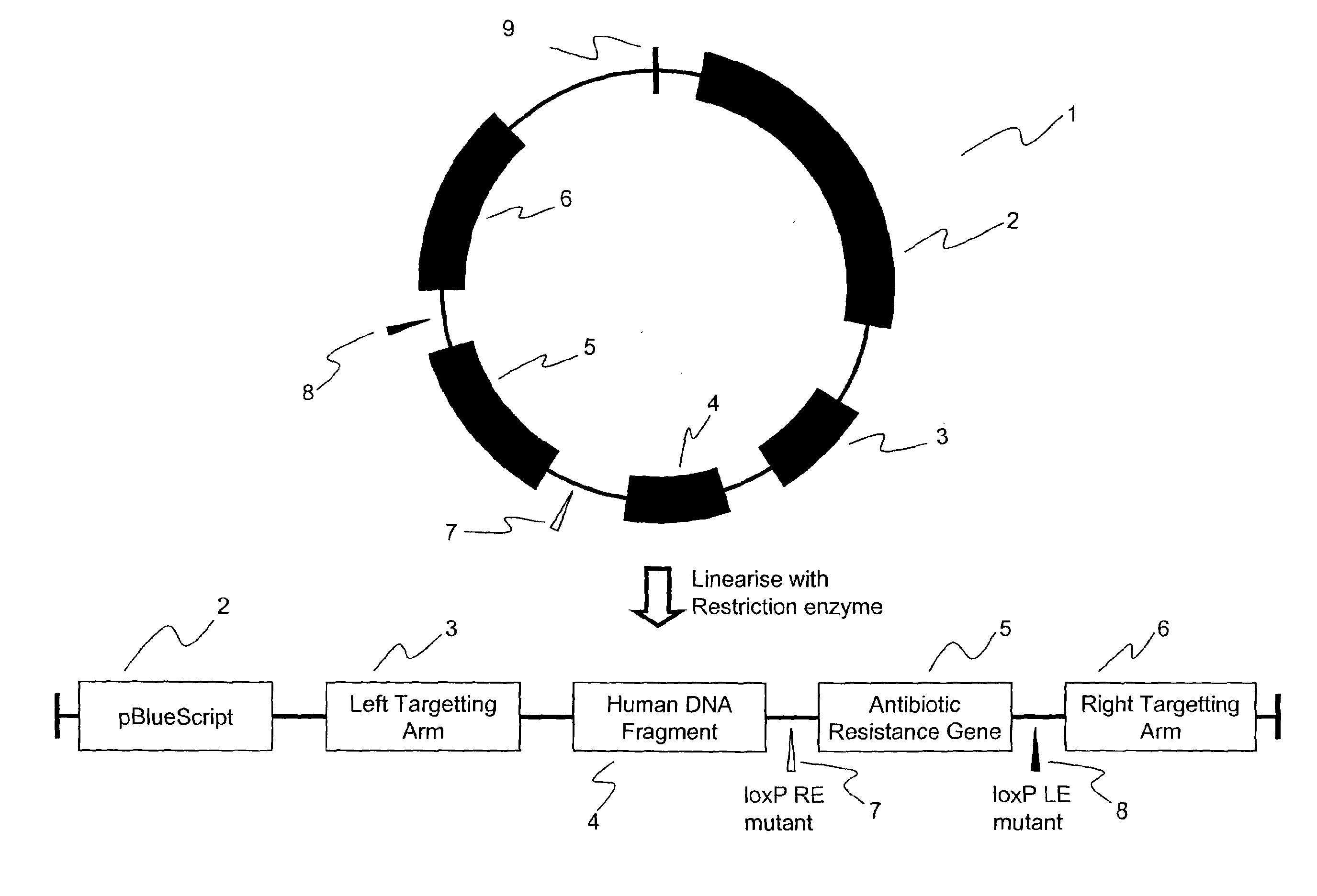 Genetic reference materials