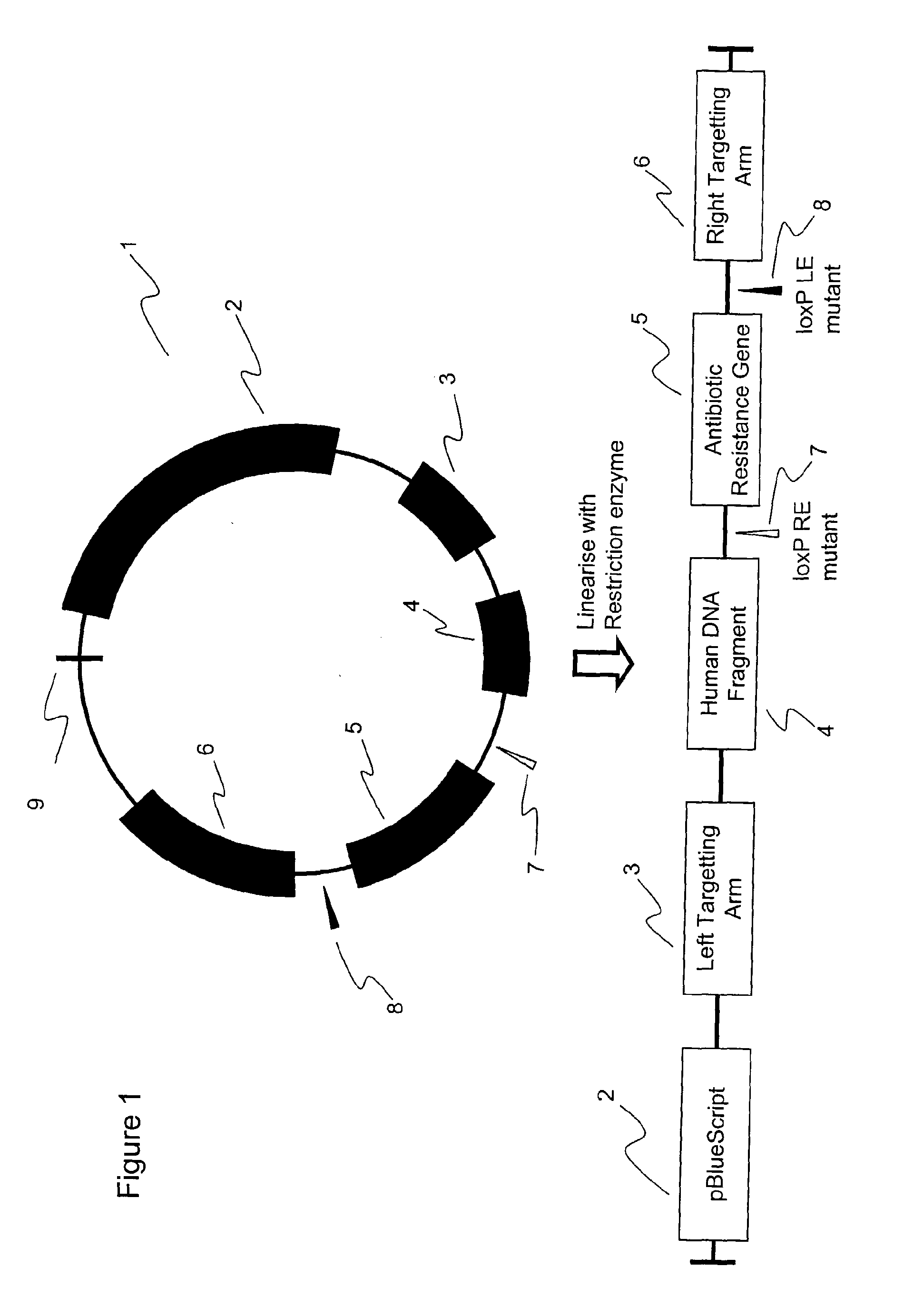 Genetic reference materials