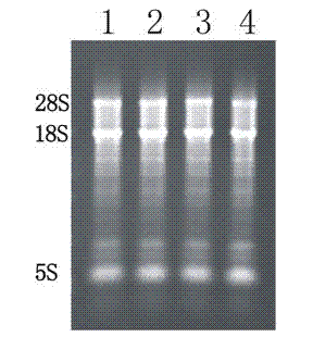 Yak copper zinc superoxide dismutase recombinant expression protein