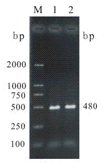 Yak copper zinc superoxide dismutase recombinant expression protein