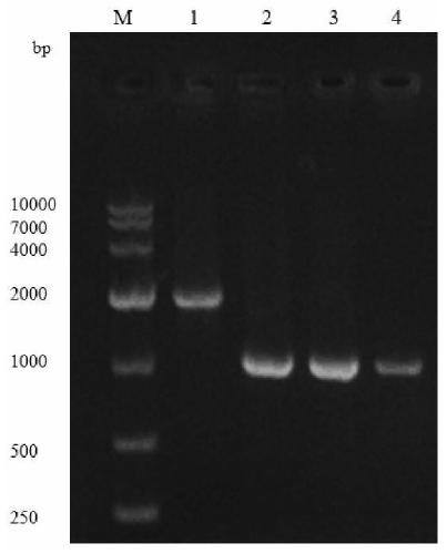 Glucosamine synthase producing bacterium based on CRISPR-Cas9 technology and construction method and application of glucosamine synthase producing bacterium