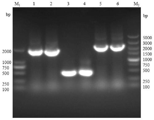 Glucosamine synthase producing bacterium based on CRISPR-Cas9 technology and construction method and application of glucosamine synthase producing bacterium