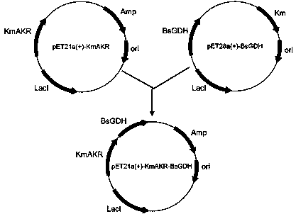 Aldo-keto reductase and application thereof