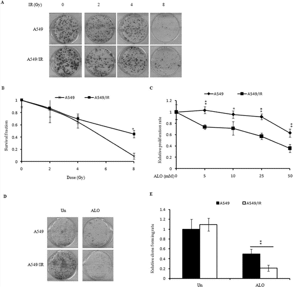 Application of aloperine to preparation of radiotherapeutic sensitizer for lung cancer