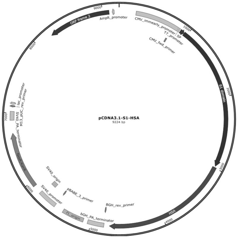 New coronavirus antigen and preparation method and application thereof