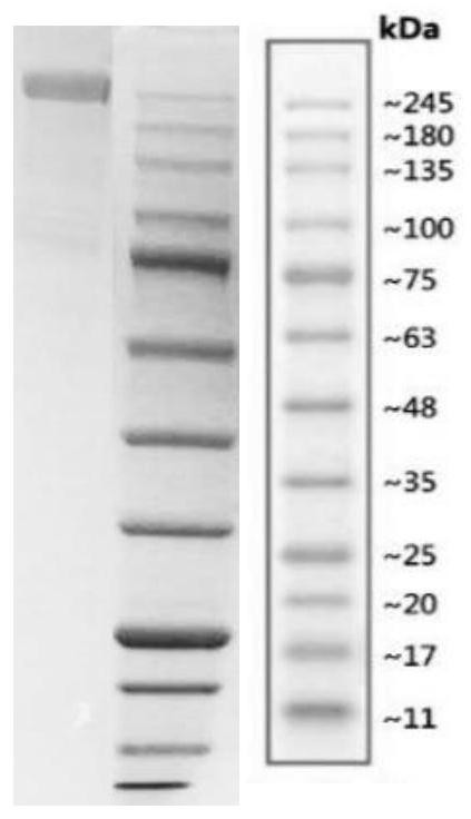 New coronavirus antigen and preparation method and application thereof