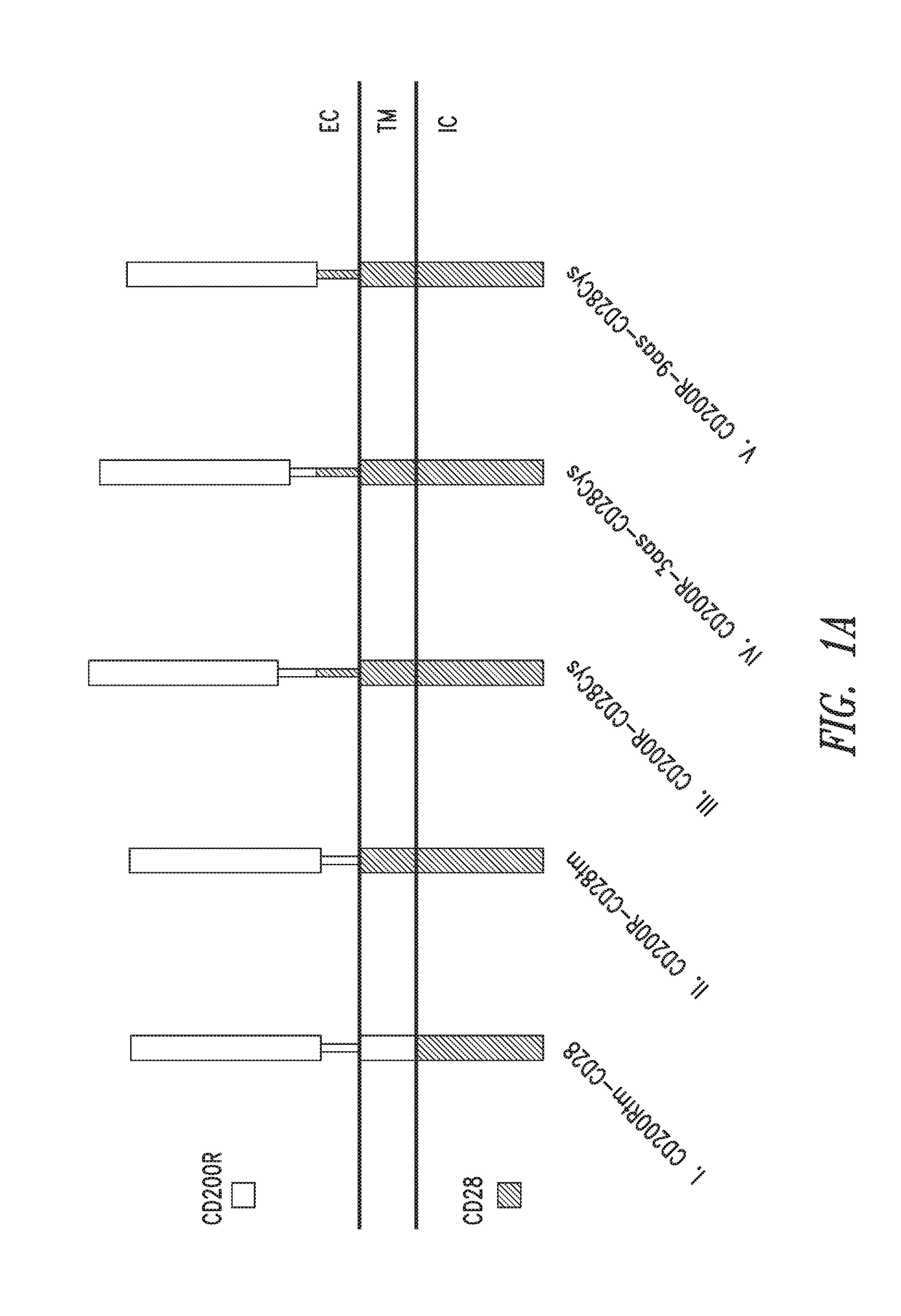 Immunomodulatory fusion proteins and uses thereof