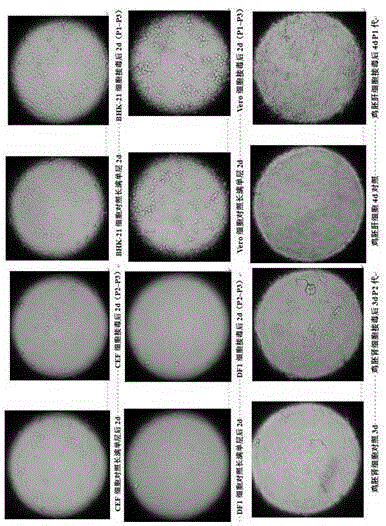 Method of avian infectious laryngotracheitis live vaccine using cell line