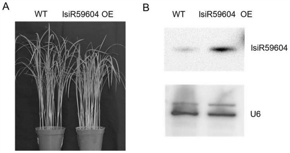 Application of a rice long-chain small RNA