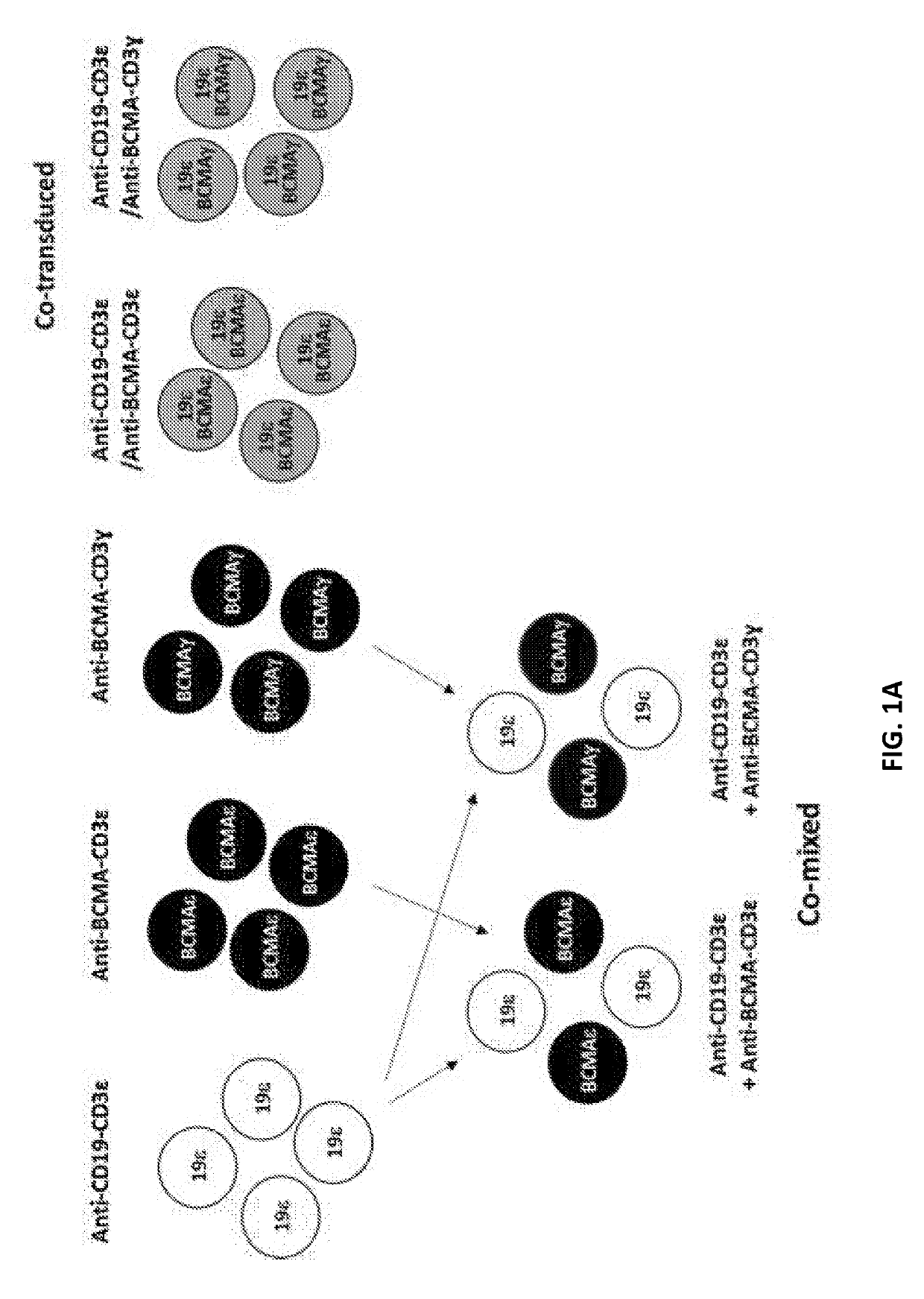 Compositions and methods for tcr reprogramming using fusion proteins