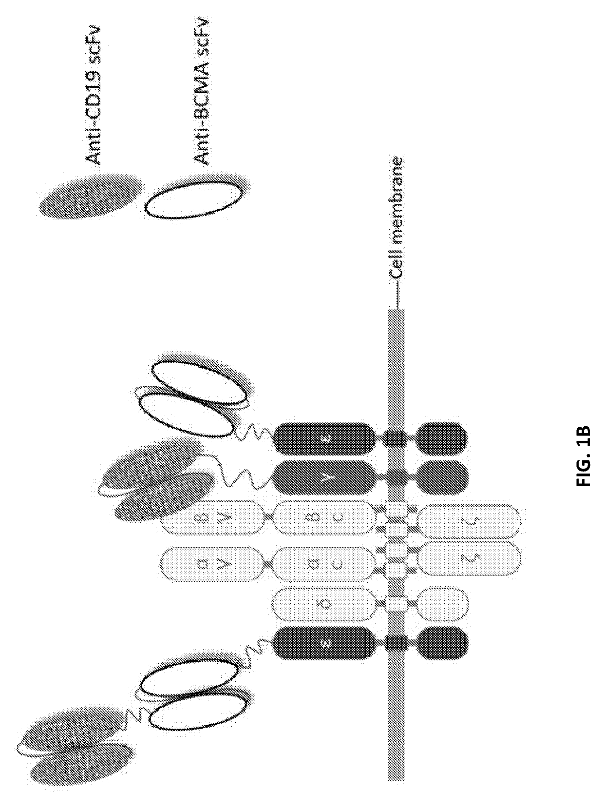 Compositions and methods for tcr reprogramming using fusion proteins