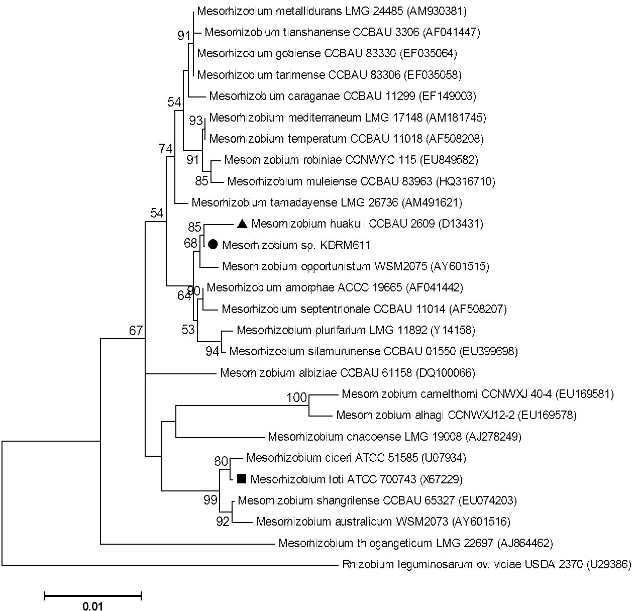 Mesorhizobium KDRM611 and application thereof