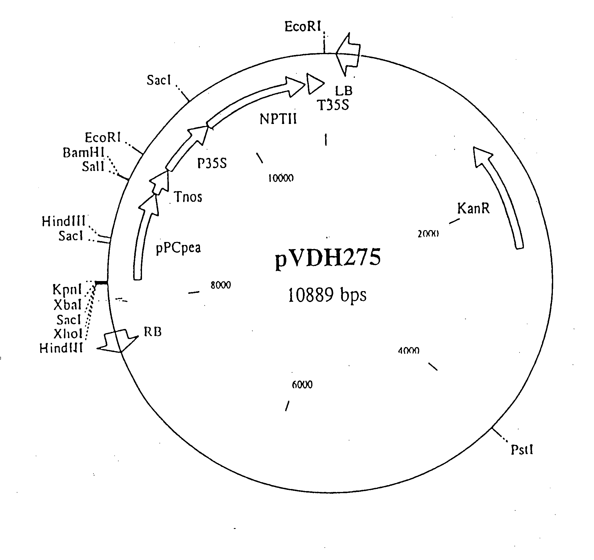 Regulating metabolism by modifying the level of trehalose-6-phosphate