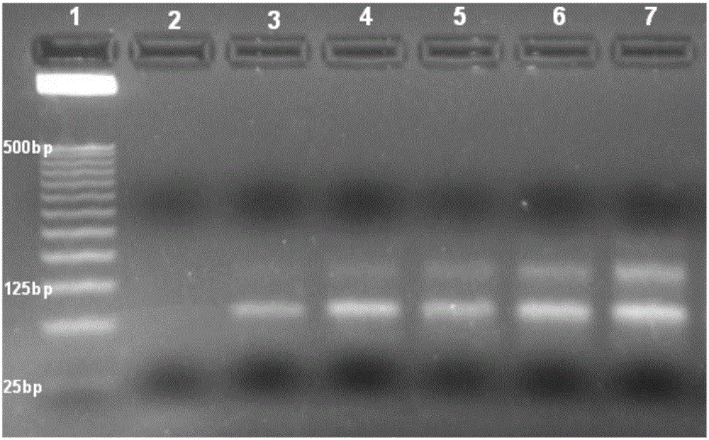 Nonalcoholic fatty liver cell aptamer and application thereof