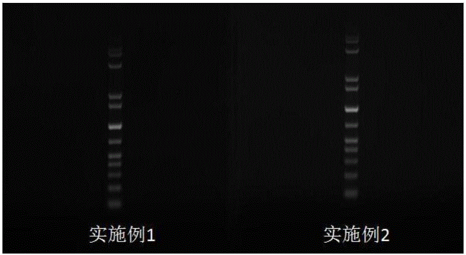 Quick-dissolving type agarose with high specific surface area and preparation method thereof